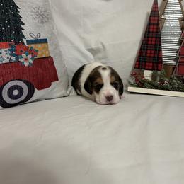 Girl 3 - White black and tan female Beagle puppy in Newman, California from Valley Beagles