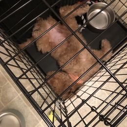 Goldendoodle Puppies from Main Street Goldendoodles
