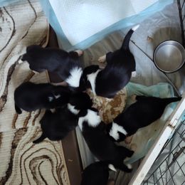 Border Collie Puppies from Karma Performance