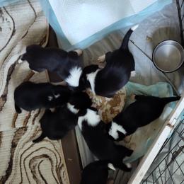 Border Collie Puppies from Karma Performance