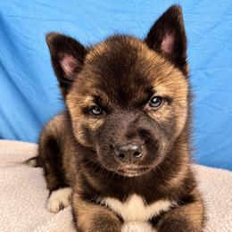 Female 3 - Black and white female Siberian Husky puppy in Pennsylvania from Breezy Valley Siberians