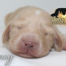 Honey - Cream female Dachshund puppy in Linden, Texas from Piney Woods Miniature Dachshunds LLC