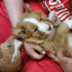 Nova Scotia Duck Tolling Retriever Puppies from Sundance Tollers