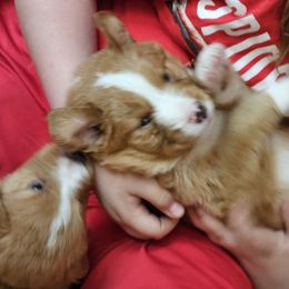 Nova Scotia Duck Tolling Retriever Puppies from Sundance Tollers