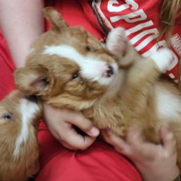 Nova Scotia Duck Tolling Retriever Puppies from Sundance Tollers
