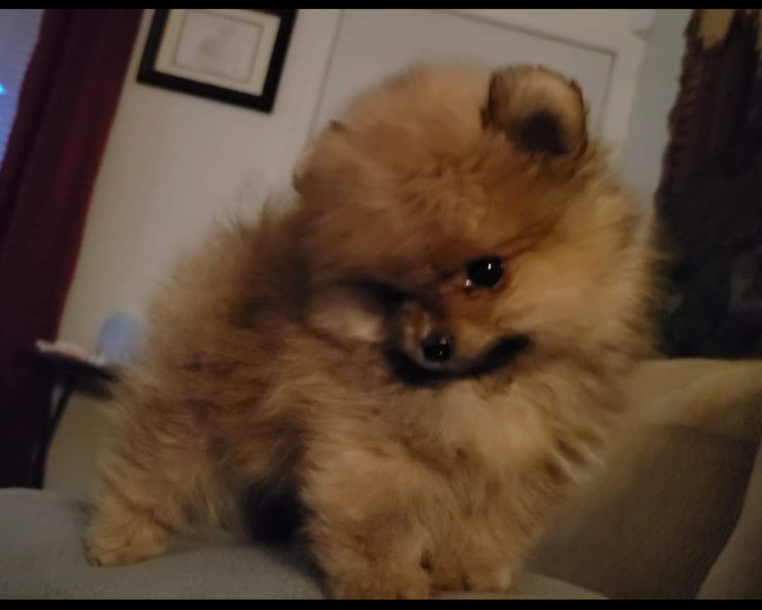 Pomeranian Puppies from TNT Pomeranians