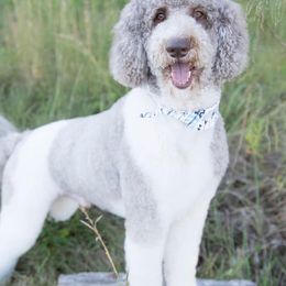 Poodle All Grown Up from Schneider Kennel