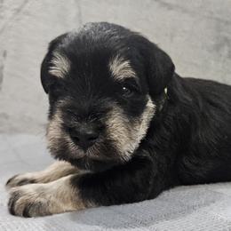 Green Collar Boy - Black and silver male Miniature Schnauzer puppy in Altoona, Iowa from Central Iowa Schnauzers, LLC