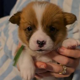 Yoda - Red male Pembroke Welsh Corgi puppy in Palm Bay, Florida from Space Coast Corgi