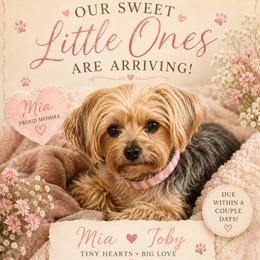 Yorkshire Terrier puppies from Tiny Tails Yorkies