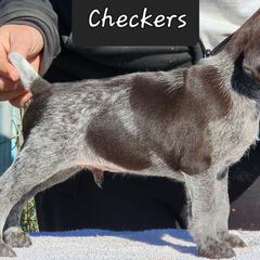 Checkers - Liver and white German Wirehaired Pointer puppy in Wellston, Ohio from Blue Line GWPs