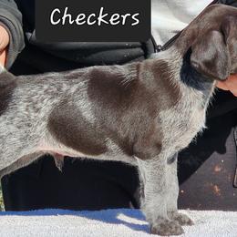 Checkers - Liver and white German Wirehaired Pointer puppy in Wellston, Ohio from Blue Line GWPs