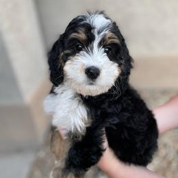 France (Franky) - Tri-color female Bernedoodle puppy in Surprise, Arizona from Huckleberry Doodles