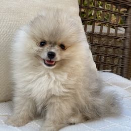 Wolfie - Cream sable male Pomeranian puppy in Citrus Heights, California from Yev and Marina's Pomeranians (AKC)