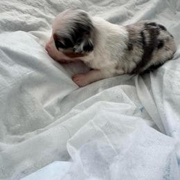 BLOSSUM - Blue merle female Miniature Australian Shepherd puppy in California from Elsa’s lil Wiggle Butts
