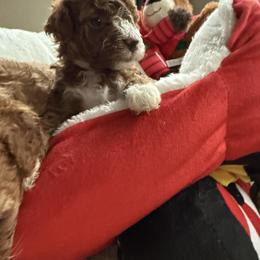Poodle Puppies from Cedar Falls Toy Poodles