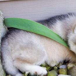 Siberian Husky Puppies from Xk siberians