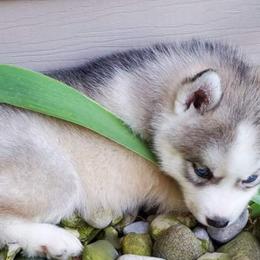 Siberian Husky Puppies from Xk siberians