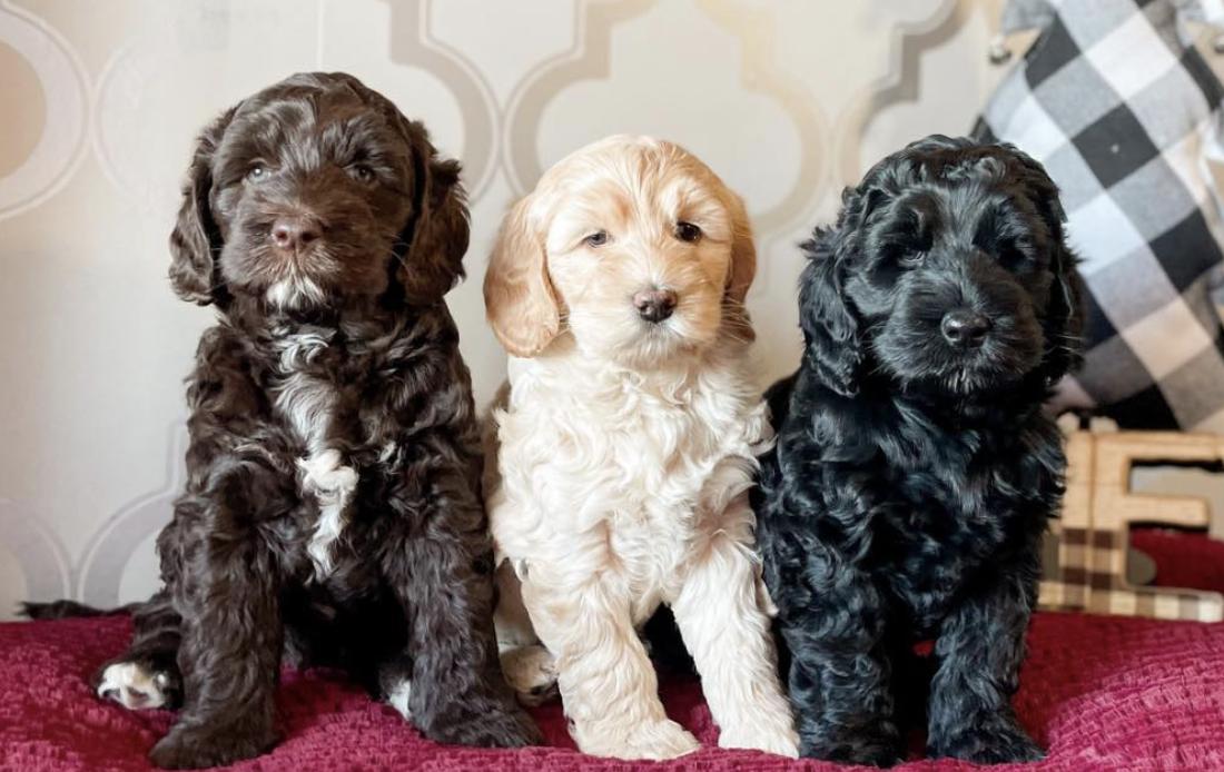 Aurora Belle Doodles in Wisconsin | Australian Labradoodle puppies ...