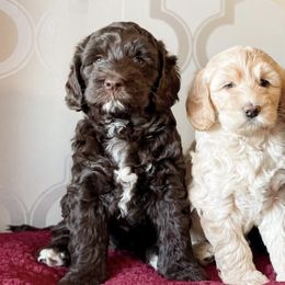 Australian Labradoodles from Aurora Belle Doodles