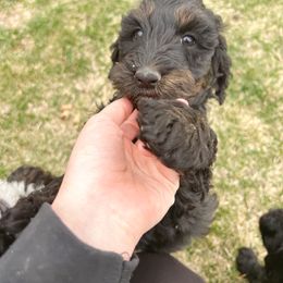 Goldendoodle Puppies from HappyHazelDoodles