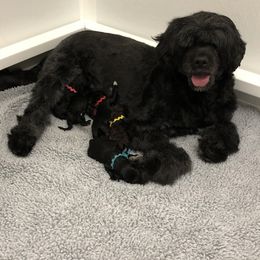 Portuguese Water Dog Puppies from Maritimo Portuguese Water Dogs