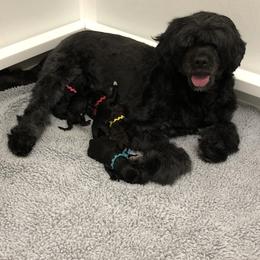 Portuguese Water Dog Puppies from Maritimo Portuguese Water Dogs