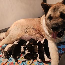 Akita Puppies from TLC Akitas