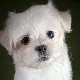 Companion Cross, Maltese, and Maltipoo Puppies from Seeking Shalom Acres Maltese, Maltipoos & Havamalts