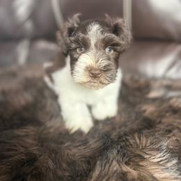 Henry - Liver male Miniature Schnauzer puppy in Durant, Oklahoma from Big Creek Mini Dachshund