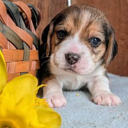 Clover - Black tan and white male Beagle puppy in Colville, Washington from Rosehaven Homestead