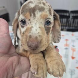 Mandy - Chocolate and tan female Dachshund puppy in Randolph, Texas from Spindle's Little Treasures