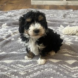Boy 4 - Bernedoodle puppy in Amherst, Nebraska from Pile Family Goldendoodles