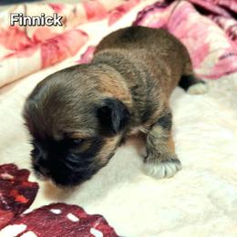 Finnick - Brown male Lhasa Apso puppy in Jefferson, New York from Absolute Lhasa Love