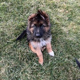 German Shepherd Puppies from Ewig Krieger Kennels