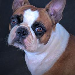 Lae'zel - Boston Terrier
