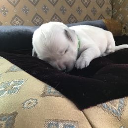 Golden Retriever Puppies from Snow Walker Goldens