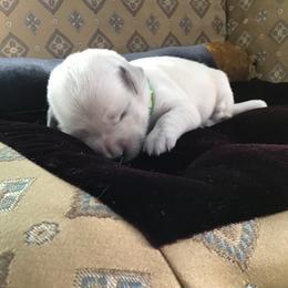 Golden Retriever Puppies from Snow Walker Goldens
