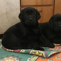 Labrador Retriever Puppies from GreenGate Labs