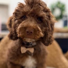 Louis Vitton (tan) - Chocolate male Cavapoo puppy in West Haven, Utah from Harper Haven Doodles