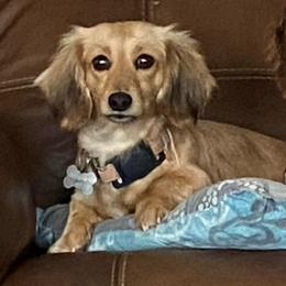 Mae Mae - Dachshund