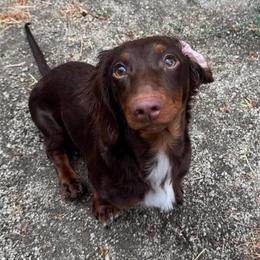 Charlie - Dachshund