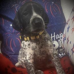 Yellow collar male-available - Black roan male German Shorthaired Pointer puppy in Hardeman County, Tennessee from Howell Farm GSP