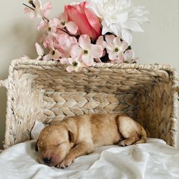 Aussiedoodle and Goldendoodle Puppies from Utah Faith Doodles
