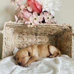 Aussiedoodle and Goldendoodle Puppies from Utah Faith Doodles