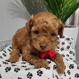 Wiggles - Red  male Poodle puppy in Utica, Ohio from Poodle Me Crazy