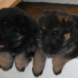 German Shepherd Puppies from Central Coast German Shepherds