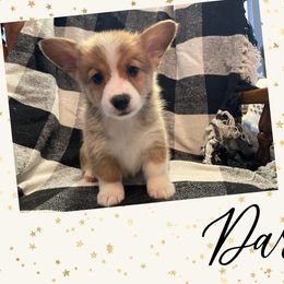 Pembroke Welsh Corgi Puppies from Tri-Star Stock Farm