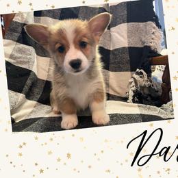 Pembroke Welsh Corgi Puppies from Tri-Star Stock Farm