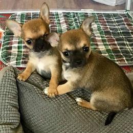 Chihuahua Puppies from Coolballow Chihuahuas